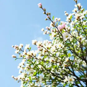 primavera 2026